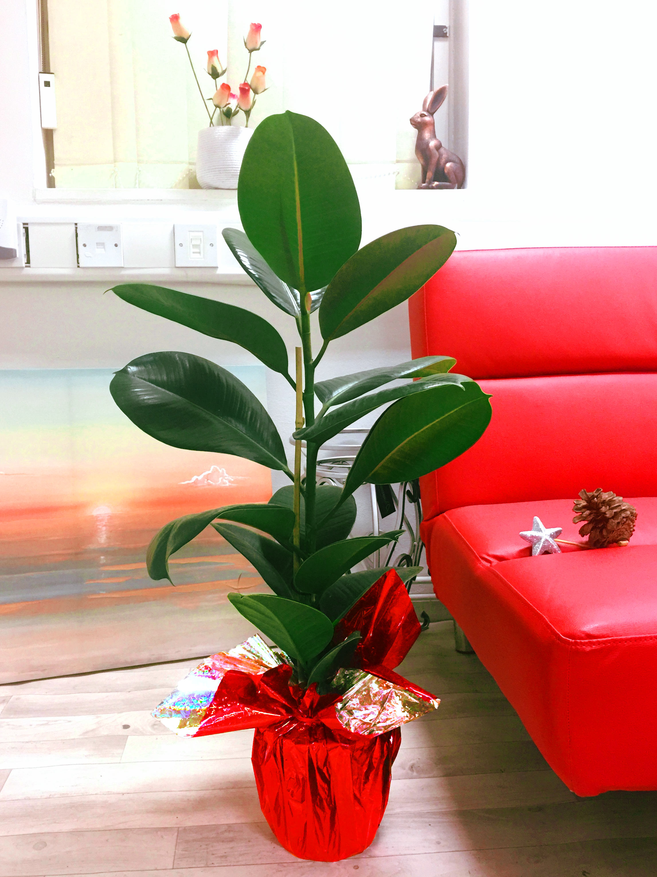 1 Large House Plant Pot in Cellophane Gift Wrap Valentine's Day